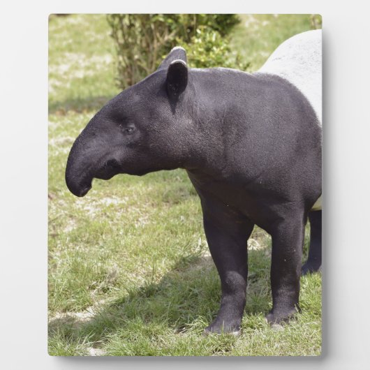 Malayischer Tapir auf Gras Fotoplatte (Vorderseite)