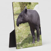 Malayischer Tapir auf Gras Fotoplatte (Seite)