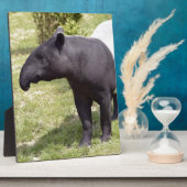 Malayischer Tapir auf Gras Fotoplatte (Seite)