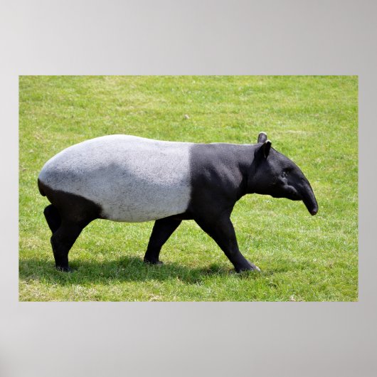 Malayischer Tapir auf Gras Poster (Vorne)