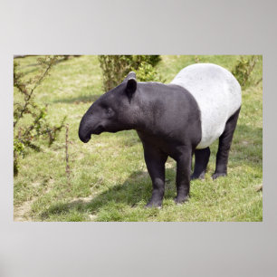 Malayischer Tapir auf Gras Poster
