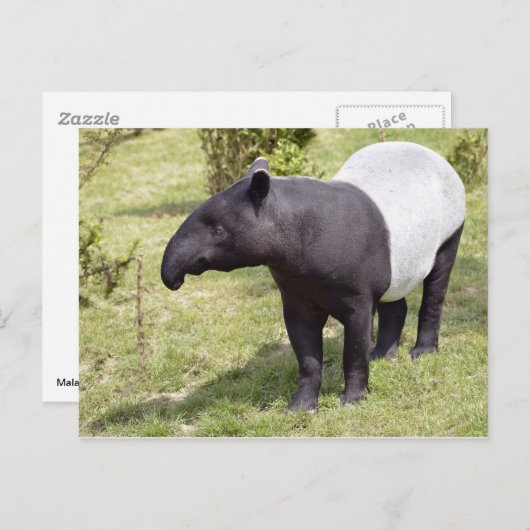 Malayischer Tapir auf Gras Postkarte (Vorne/Hinten)