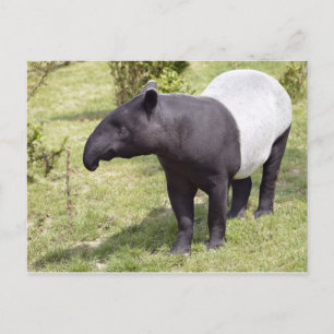 Malayischer Tapir auf Gras Postkarte