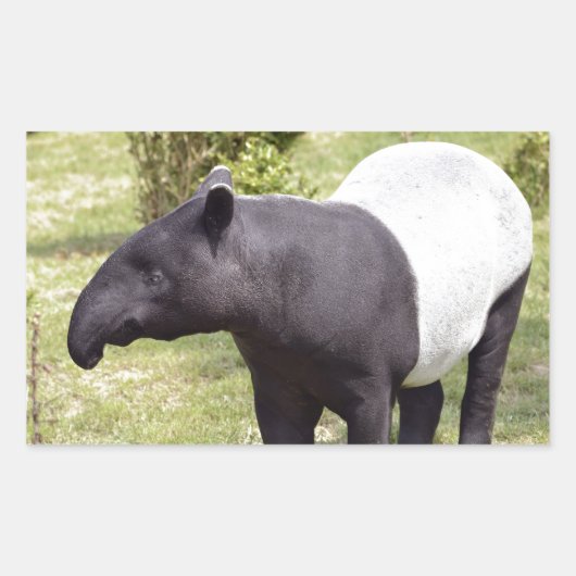 Malayischer Tapir auf Gras Rechteckiger Aufkleber (Vorderseite)