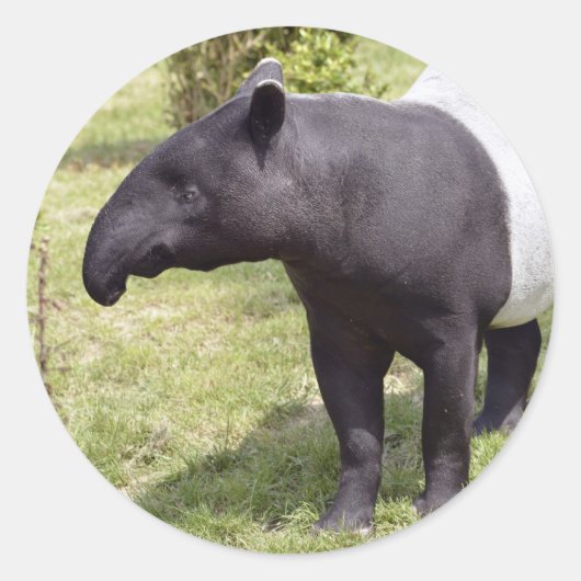 Malayischer Tapir auf Gras Runder Aufkleber (Vorderseite)