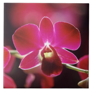 Malaysia, Orchid Fliese