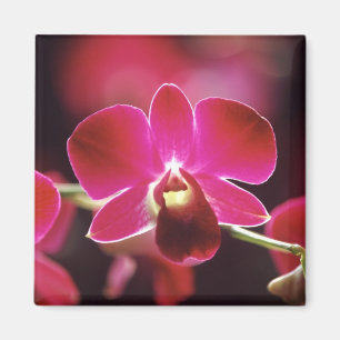 Malaysia, Orchid Magnet