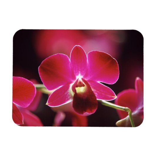 Malaysia, Orchid Magnet (Horizontal)