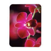 Malaysia, Orchid Magnet (Vertikal)