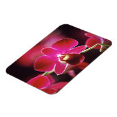 Malaysia, Orchid Magnet (Linke Seite)