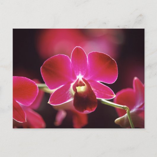 Malaysia, Orchid Postkarte (Vorderseite)