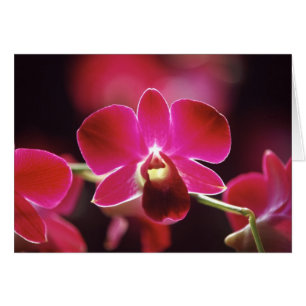 Malaysia, Orchidee