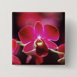 Malaysia, Orchidee Button
