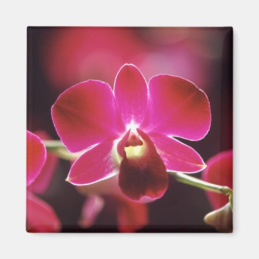 Malaysia, Orchidee Magnet (Vorne)