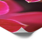 Malaysia, Orchidee Poster (Ecke)
