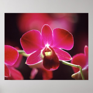 Malaysia, Orchidee Poster