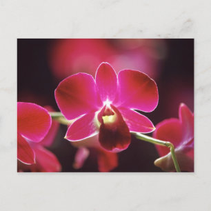 Malaysia, Orchidee Postkarte