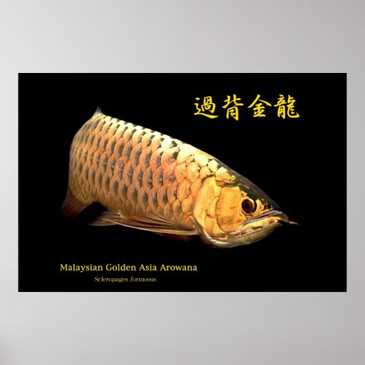Malaysian Golden Arowana Poster (Vorne)