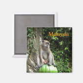 Malaysischer Affe Magnet (Vorderseite/Rückseite)