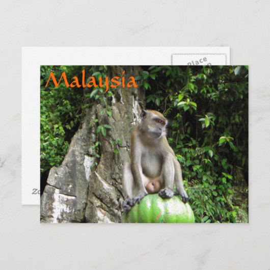 Malaysischer Affe Postkarte (Vorne/Hinten)