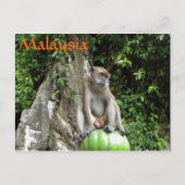 Malaysischer Affe Postkarte (Vorderseite)