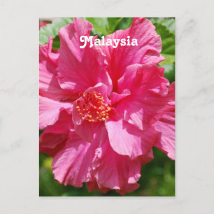 Malaysischer Hibiskus Postkarte