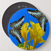 Malaysischer Kappenschmetterling auf Canna King Button (Vorne & Hinten)