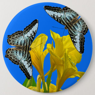 Malaysischer Kappenschmetterling auf Canna King Button