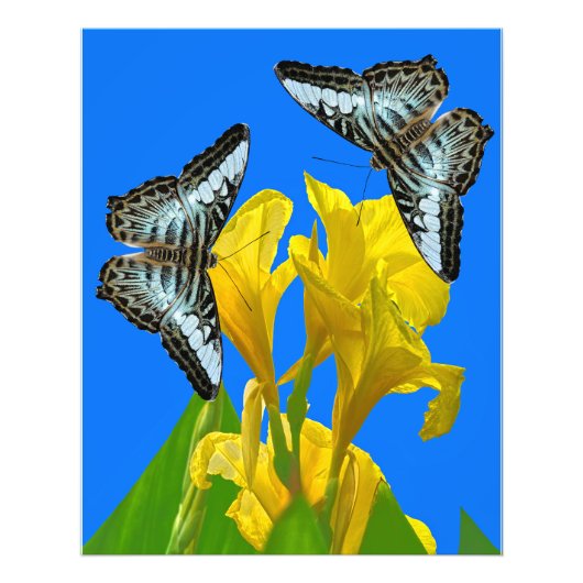 Malaysischer Kappenschmetterling Posters Fotodruck (Vorne)