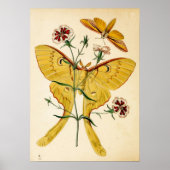 Malaysischer Moon Moth & China Pink Poster (Vorne)