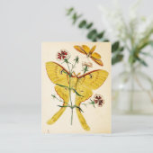 Malaysischer Moon Moth & China Pink Postkarte (Stehend Vorderseite)