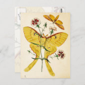 Malaysischer Moon Moth & China Pink Postkarte (Vorne/Hinten)