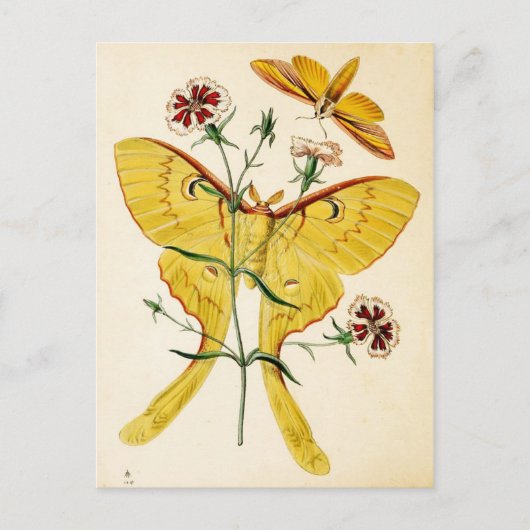 Malaysischer Moon Moth & China Pink Postkarte (Vorderseite)