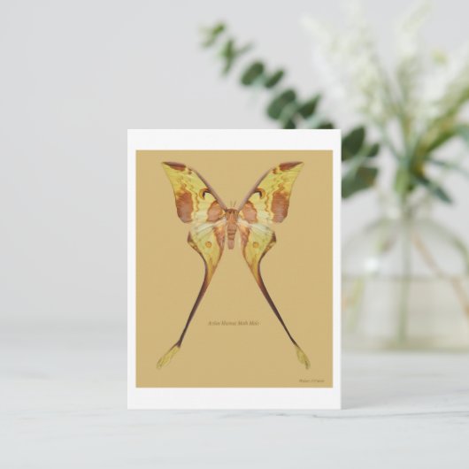 Malaysischer Moon Moth Postkarte (Stehend Vorderseite)