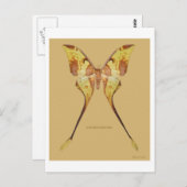 Malaysischer Moon Moth Postkarte (Vorne/Hinten)