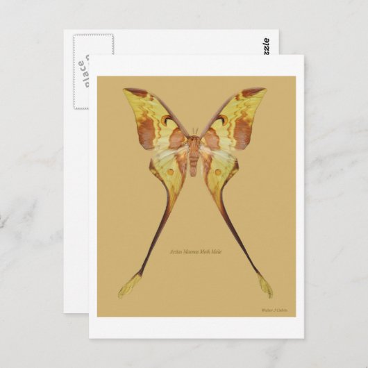 Malaysischer Moon Moth Postkarte (Vorne/Hinten)