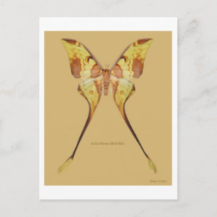 Malaysischer Moon Moth Postkarte