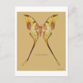 Malaysischer Moon Moth Postkarte (Vorderseite)