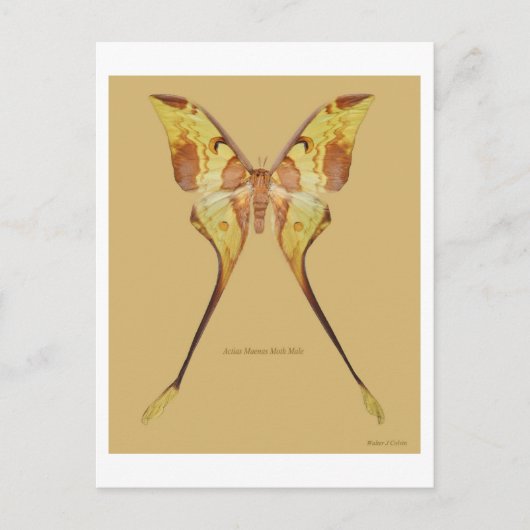 Malaysischer Moon Moth Postkarte (Vorderseite)