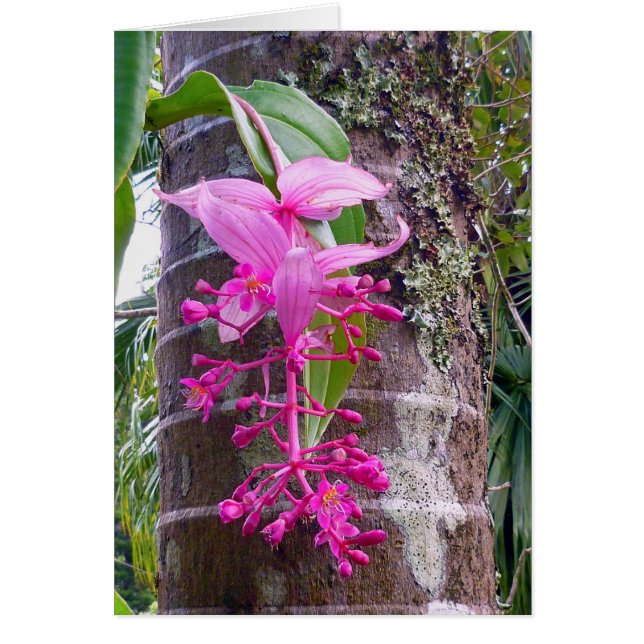 Malaysischer Orchid Tree (Vorne)
