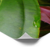 Malaysischer Orchid Tree Poster (Ecke)