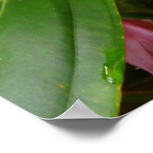 Malaysischer Orchid Tree Poster (Ecke)