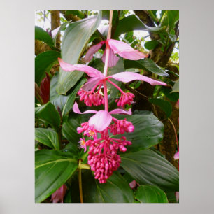 Malaysischer orchideenbaum poster