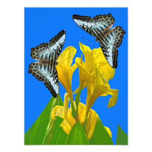 Malaysischer Schmetterling-Foto Erweiterung Fotodruck