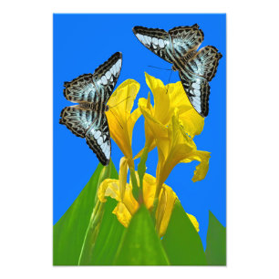 Malaysischer Schmetterling-Foto Erweiterung Fotodruck
