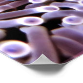 Maldive Anenomefish Poster (Ecke)