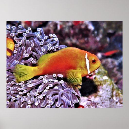 Maldive Anenomefish Poster (Vorne)