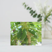 MALDIVES POSTKARTE (Stehend Vorderseite)