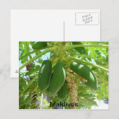 MALDIVES POSTKARTE (Vorne/Hinten)