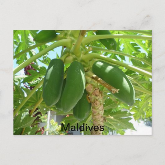 MALDIVES POSTKARTE (Vorderseite)